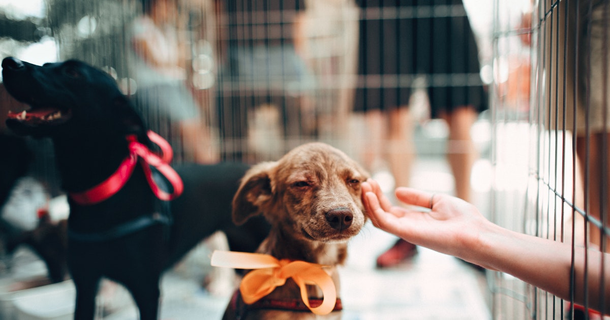 7 Animal Shelters in Singapore to Give New Home for Lost Pets