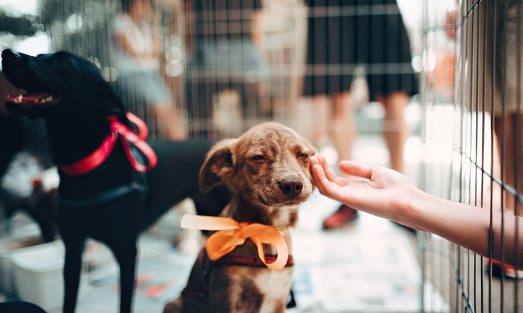 Animal Shelters in Singapore for Lost Pets