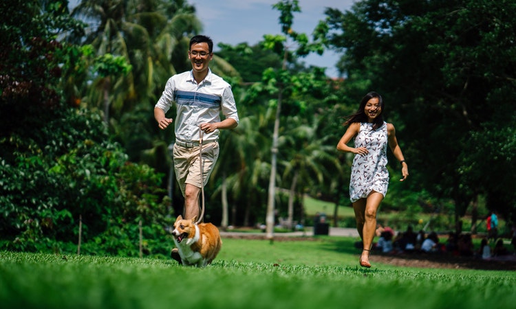 How to Avoid Lost Pet Scams