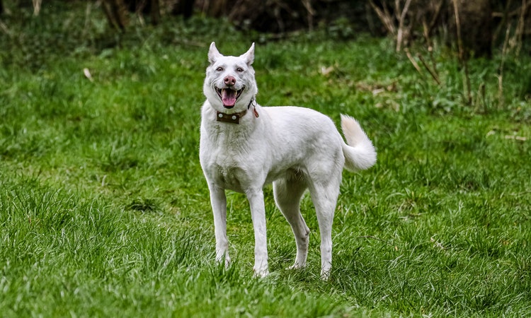 Learn About Lost Dog in Singapore
