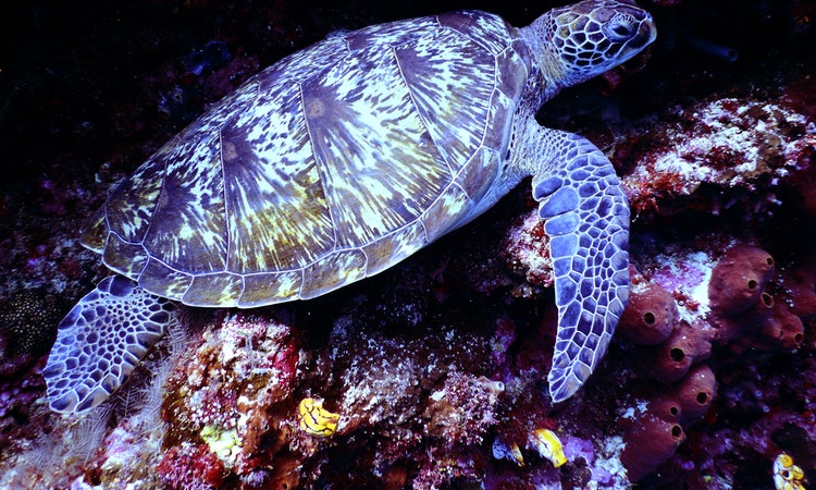 The Lost Exotic Pets in Singapore