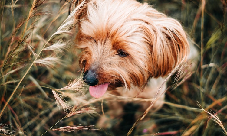 Ways to Prevent Loss of Pets