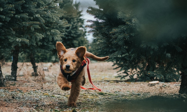 Why Dogs Run Away from Owners