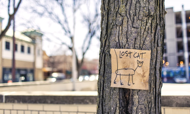 What to do in Case of a Lost Cat in Singapore