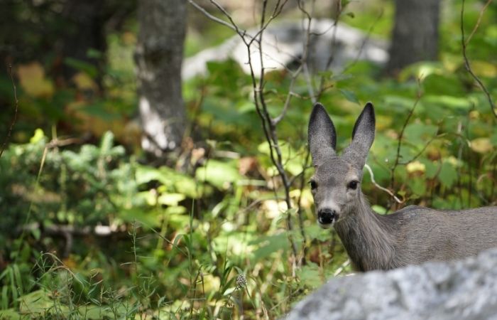 10 Unusual Pets You Can Find