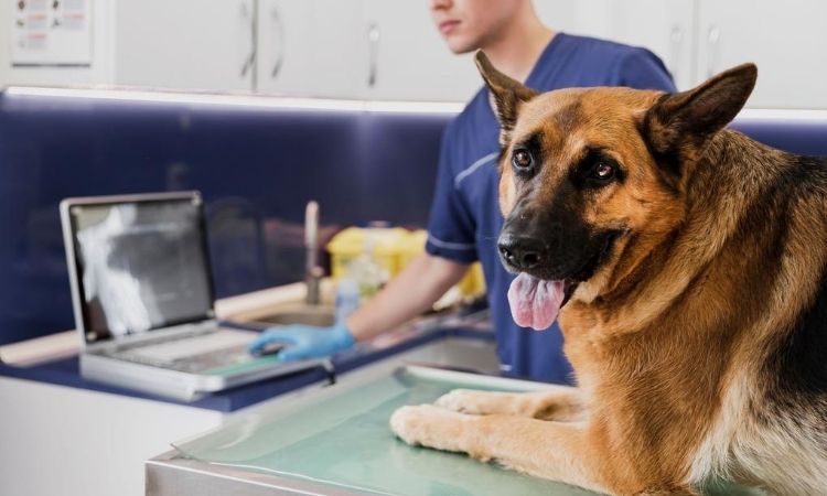 How Microchipping Works for Your Pet