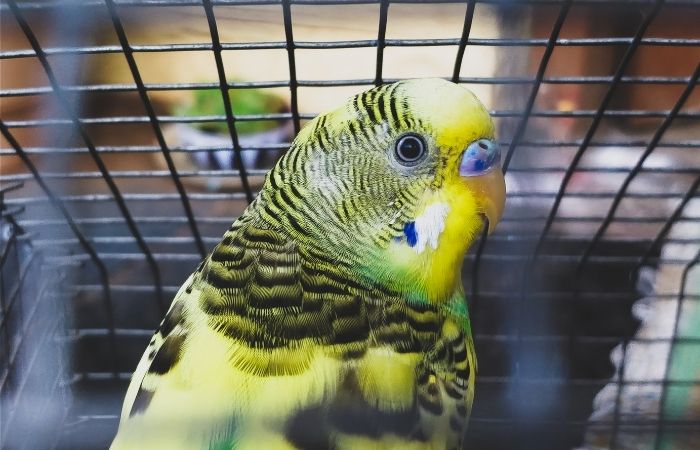 Lost Bird in Singapore: What to Do