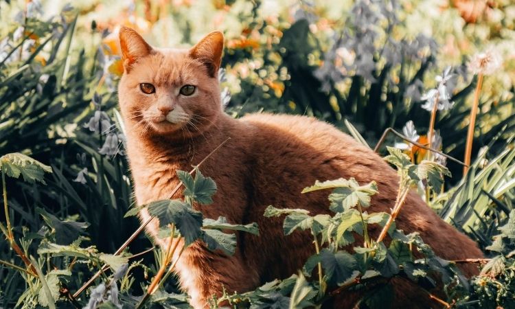 Stray Cats and Feral Cats