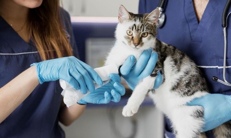 Taking Care of Disabled Pets You’ve Found